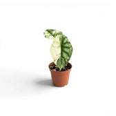 Small Alocasia Dragon Scale Albo Variegata starter plant in a nursery pot on a white background