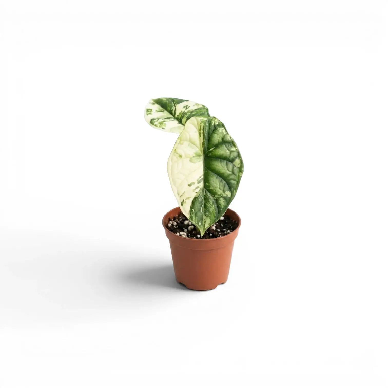 Small Alocasia Dragon Scale Albo Variegata starter plant in a nursery pot on a white background