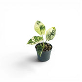 Small Alocasia Dragon Scale Albo Variegata starter plant in a nursery pot on a white background