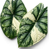 Close up variegated foliage of Alocasia Dragon Scale Albo Variegata on a white background