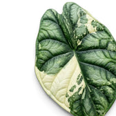 Close up variegated foliage of Alocasia Dragon Scale Albo Variegata on a white background