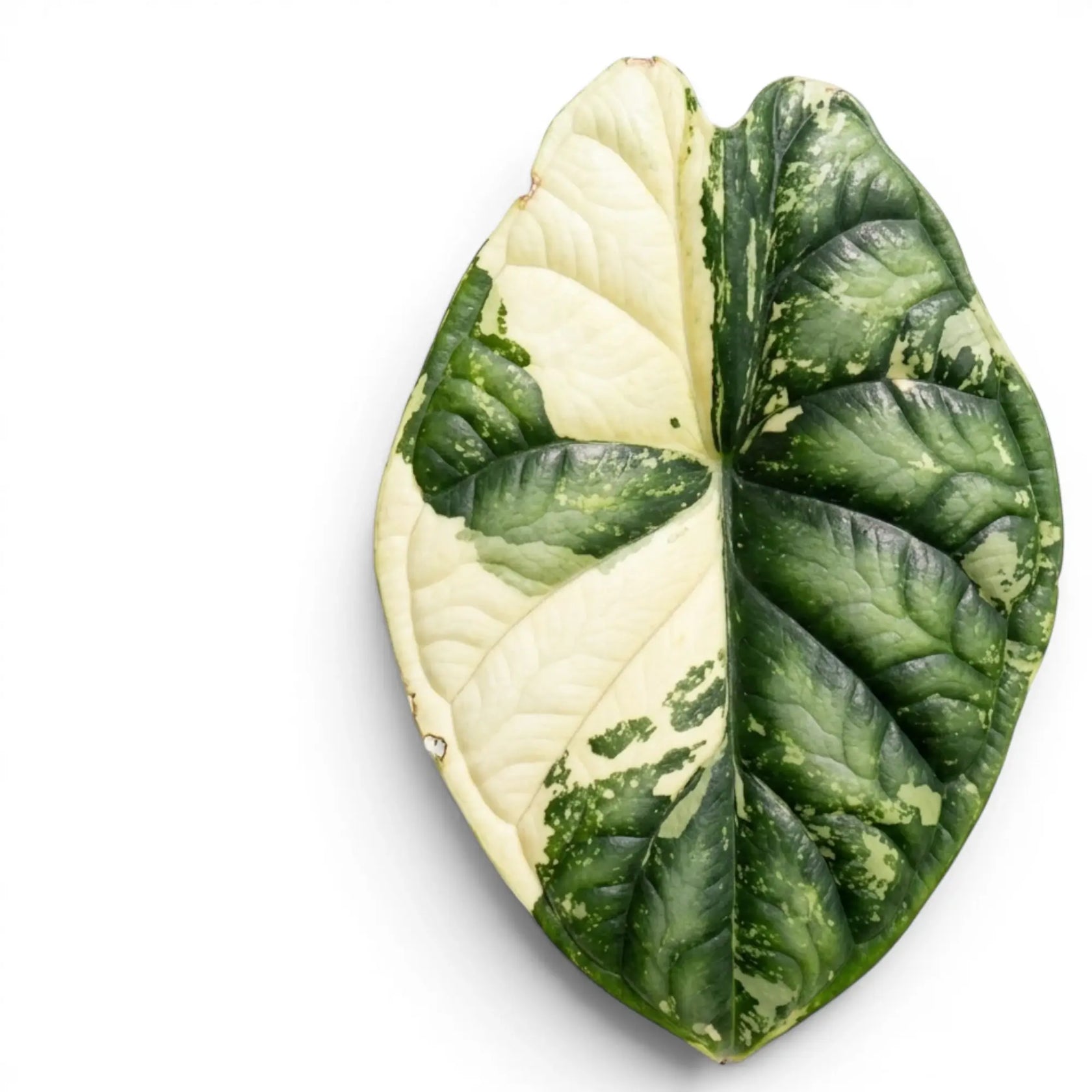 Close up variegated foliage of Alocasia Dragon Scale Albo Variegata on a white background