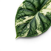 Close up variegated leaf of Alocasia Dragon Scale Albo Variegata on a white background