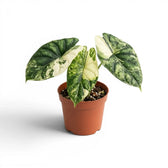 Alocasia Dragon Scale Albo Variegata medium plant in a nursery pot on a white background