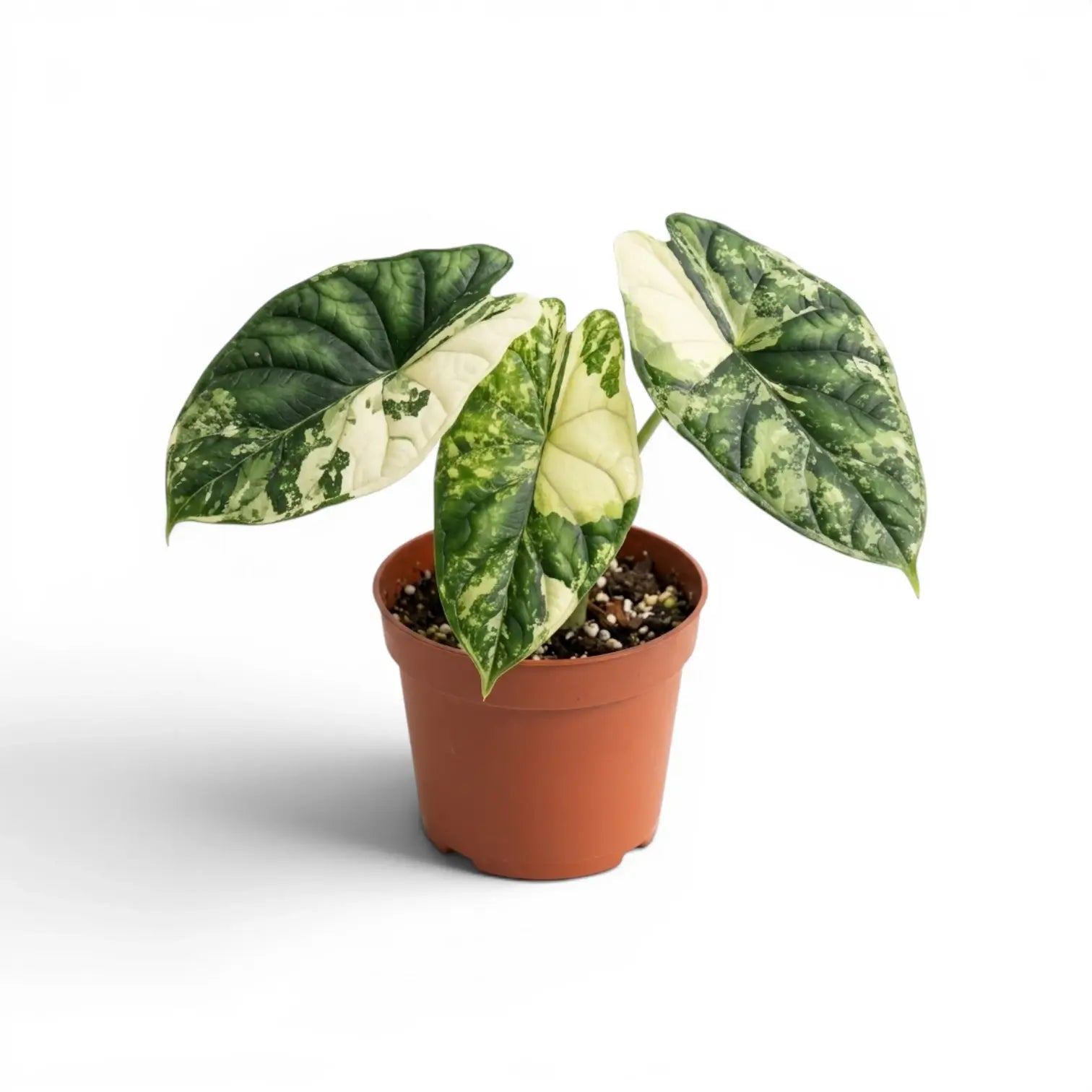 Alocasia Dragon Scale Albo Variegata medium plant in a nursery pot on a white background