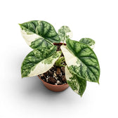 Alocasia Dragon Scale Albo Variegata medium plant in a nursery pot on a white background