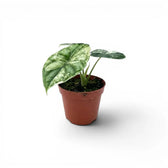 Kleine Alocasia Dragon Scale 'Mint'-Jungpflanze mit mintgrün gesprenkelten, panaschierten Blättern im Kulturtopf vor weißem Hintergrund