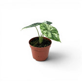 Kleine Alocasia Dragon Scale 'Mint'-Jungpflanze mit mintgrün gesprenkelten, panaschierten Blättern im Kulturtopf vor weißem Hintergrund