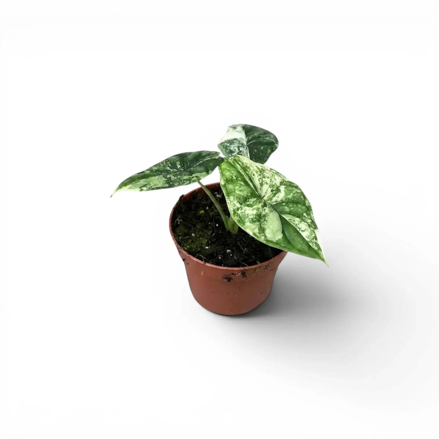 Kleine Alocasia Dragon Scale 'Mint'-Jungpflanze mit mintgrün gesprenkelten, panaschierten Blättern im Kulturtopf vor weißem Hintergrund