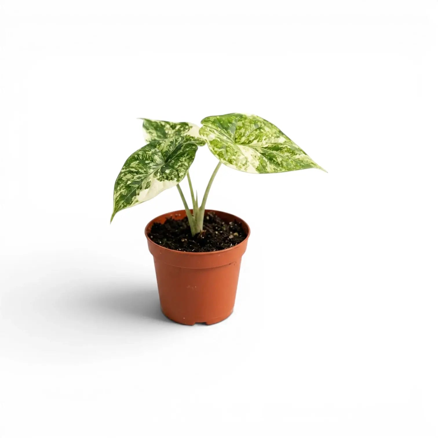 Kleine Alocasia Dragon Scale 'Mint'-Jungpflanze mit mintgrün gesprenkelten, panaschierten Blättern im Kulturtopf vor weißem Hintergrund