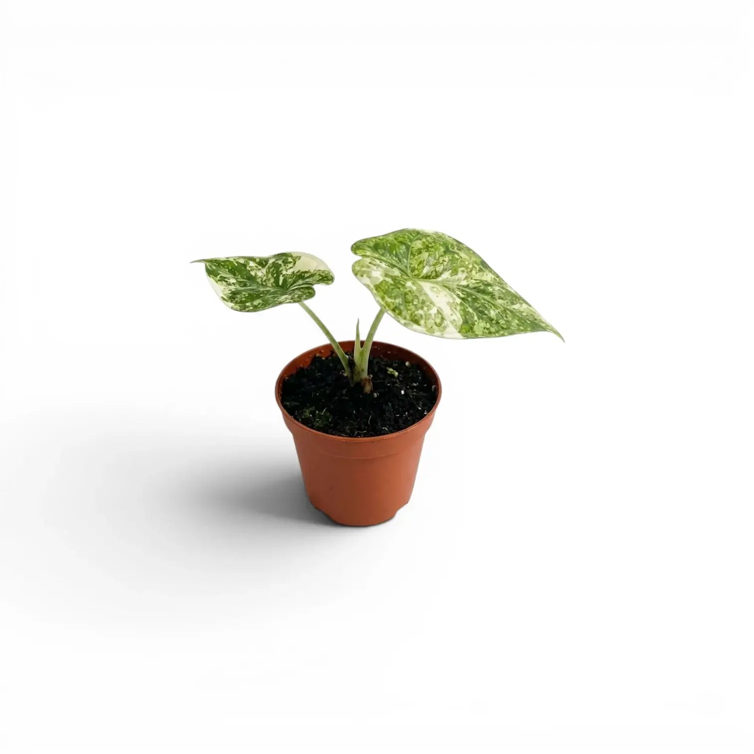 Kleine Alocasia Dragon Scale 'Mint'-Jungpflanze mit mintgrün gesprenkelten, panaschierten Blättern im Kulturtopf vor weißem Hintergrund