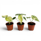 Drei unterschiedliche Alocasia Dragon Scale 'Mint'-Jungpflanzen im Topf mit mintgrün gesprenkelten Blättern vor weißem Hintergrund