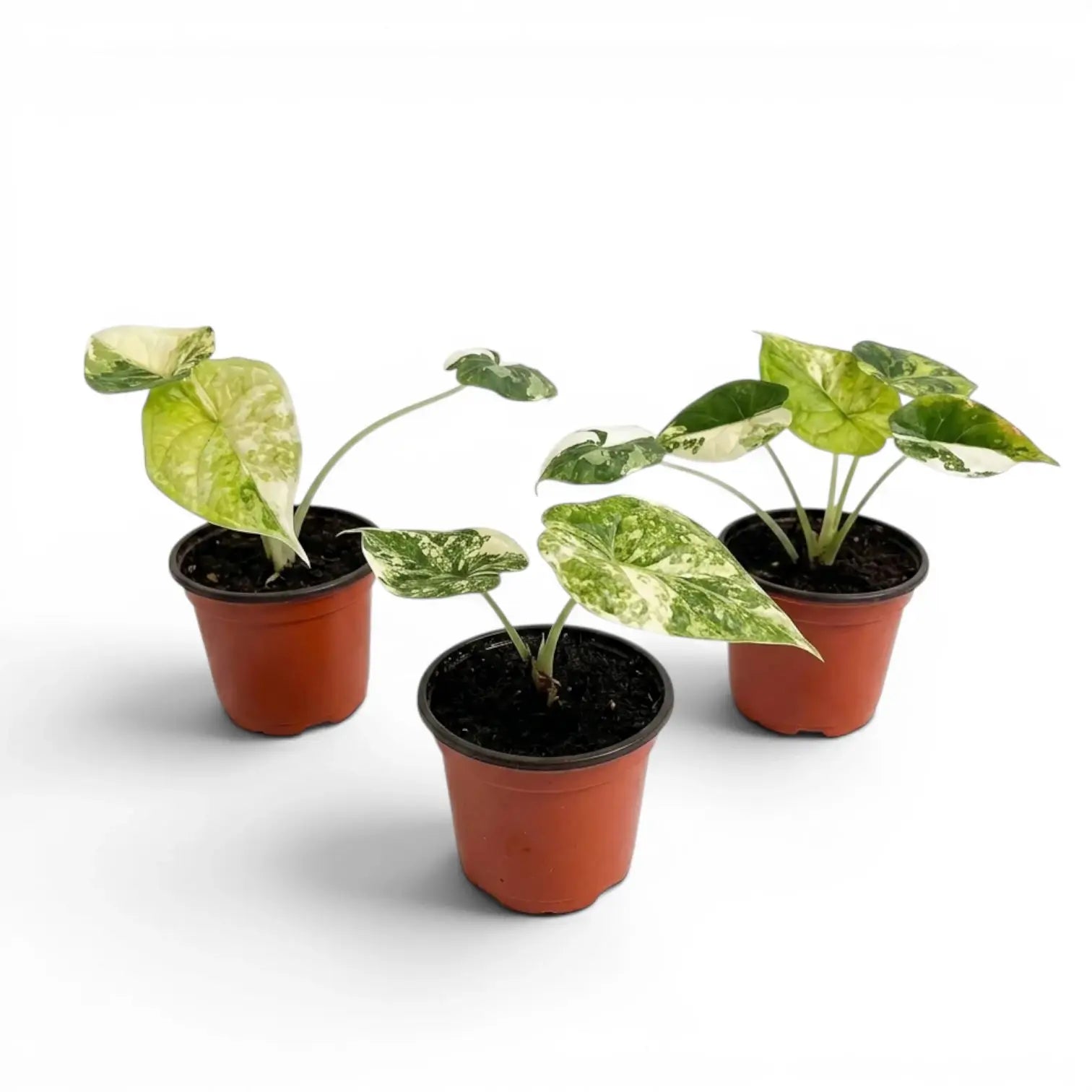 Drei unterschiedliche Alocasia Dragon Scale 'Mint'-Jungpflanzen im Topf mit mintgrün gesprenkelten Blättern vor weißem Hintergrund
