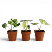 Drei Alocasia Dragon Scale 'Mint'-Jungpflanzen im Topf mit mintgrün gesprenkelten Blättern vor weißem Hintergrund