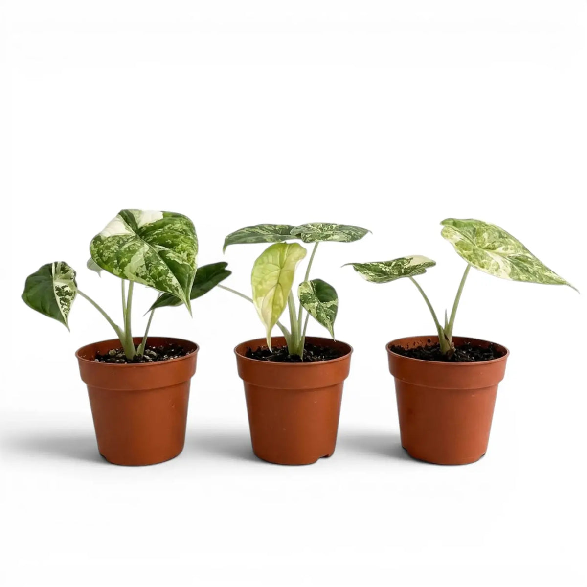 Alocasia baginda 'Dragon Scale' Mint Variegata | Foliage Factory