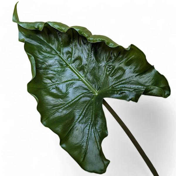 Alocasia with elongated textured leaves growing indoors