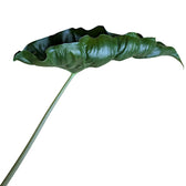 Alocasia 'Dragon Tail' Zimmerpflanze im Anzuchttopf vor weißem Hintergrund, Produktfoto 2.