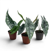 Potted Alocasia Dragon's Breath baby plant with silver-green leaves on a white background