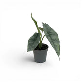 Potted Alocasia Dragon's Breath baby plant with silver-green leaves on a white background