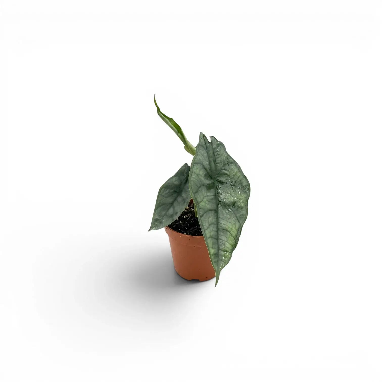Potted Alocasia Dragon's Breath baby plant with silver-green leaves on a white background