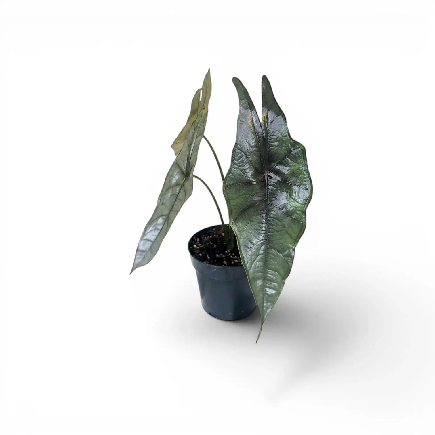 Potted Alocasia Dragon's Breath baby plant with silver-green leaves on a white background