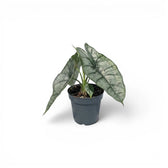 Potted Alocasia Dragon's Breath baby plant with silver-green leaves on a white background