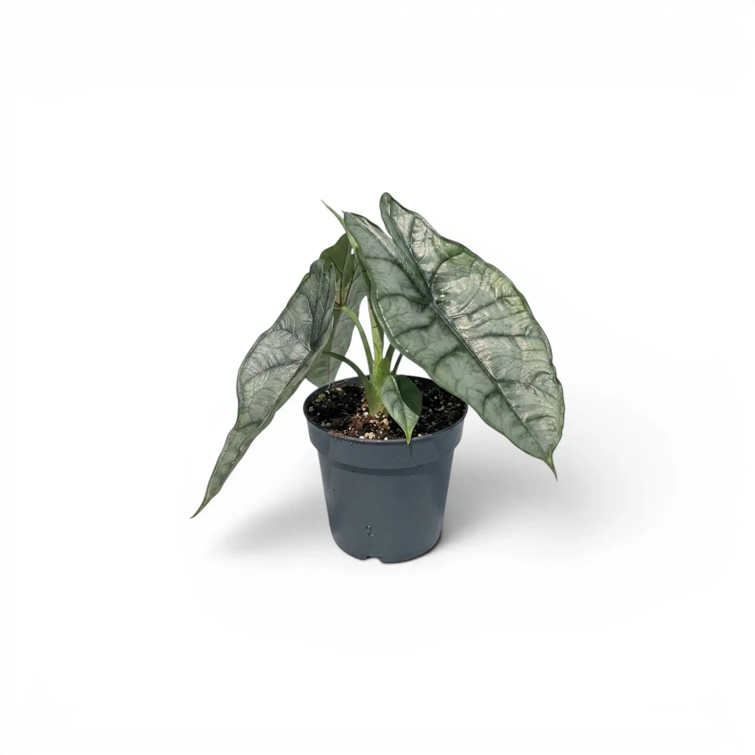Potted Alocasia Dragon's Breath baby plant with silver-green leaves on a white background