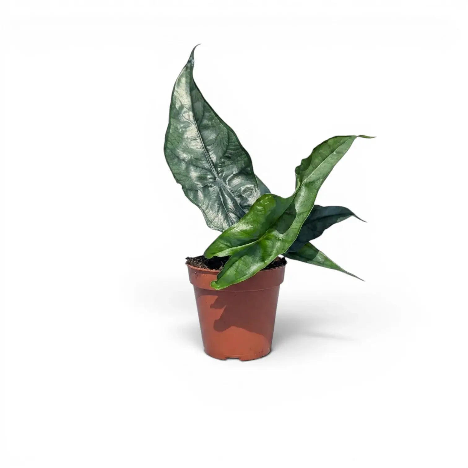 Potted Alocasia Dragon's Breath baby plant with silver-green leaves on a white background