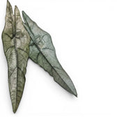Two arrow-shaped, silver-green, textured  leaves of Alocasia Dragon's Breath on a white background, close-up.