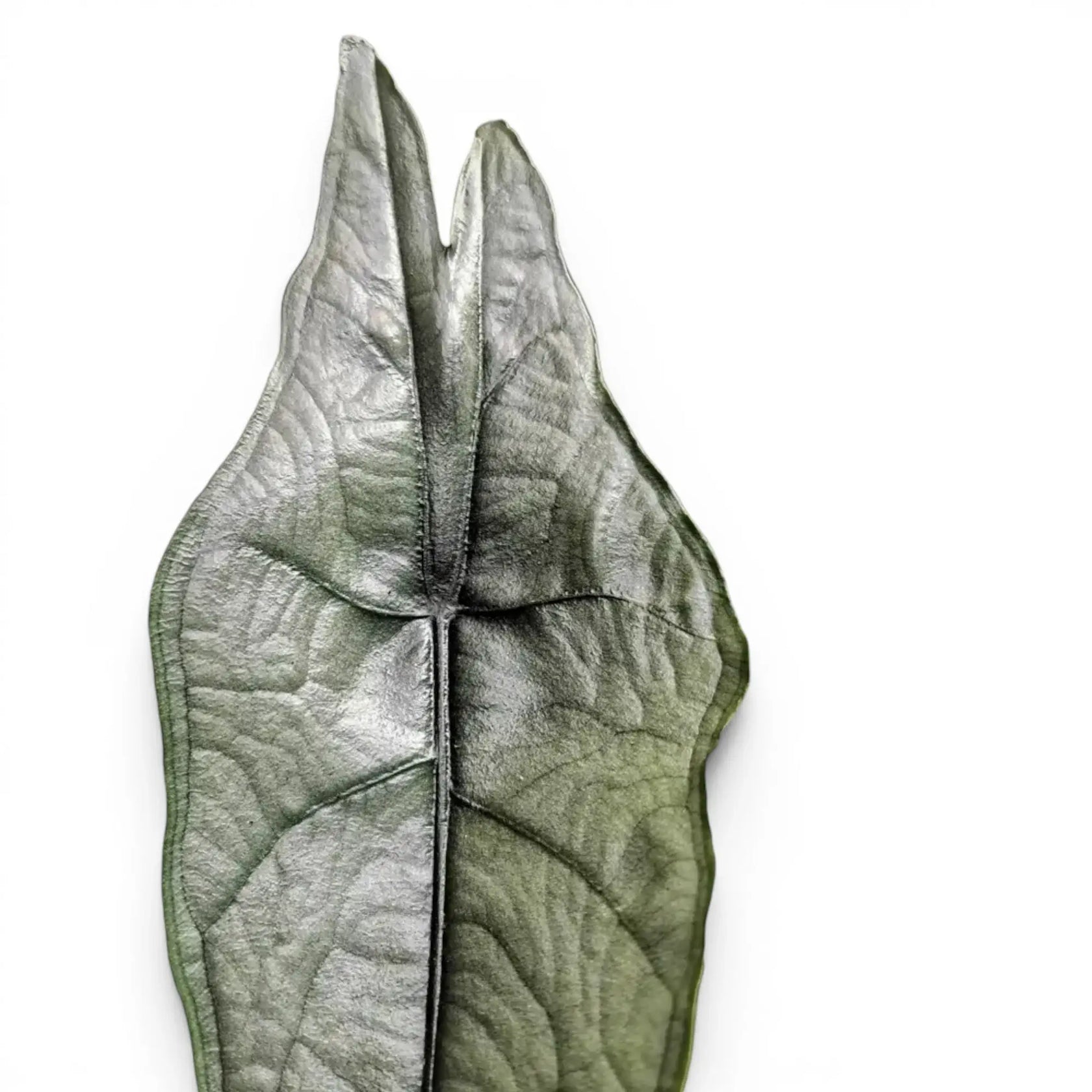 Close-up of a large textured silver leaf of Alocasia Dragon's Breath on a white background