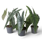 Three potted Alocasia Dragon's Breath plants with elongated, textured silver leaves on a white background