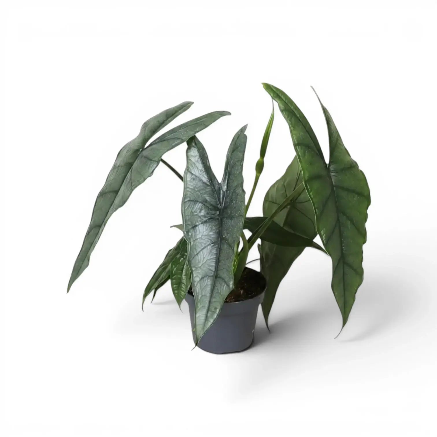 Alocasia Dragon's Breath im Topf mit länglichen, silbrig strukturierten Blättern vor weißem Hintergrund