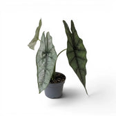 Potted Alocasia Dragon's Breath plant with elongated, textured silver leaves on a white background