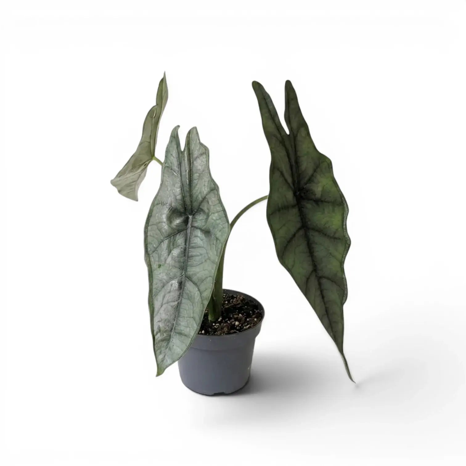 Potted Alocasia Dragon's Breath plant with elongated, textured silver leaves on a white background