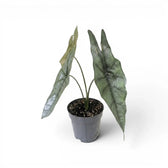 Potted Alocasia Dragon's Breathplant with elongated, textured silver leaves on a white background