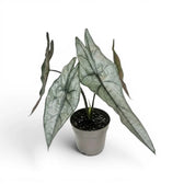 Potted Alocasia Dragon's Breath plant with elongated, textured silver leaves on a white background