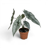 Potted Alocasia Dragon's Breath plant with elongated, textured silver leaves on a white background