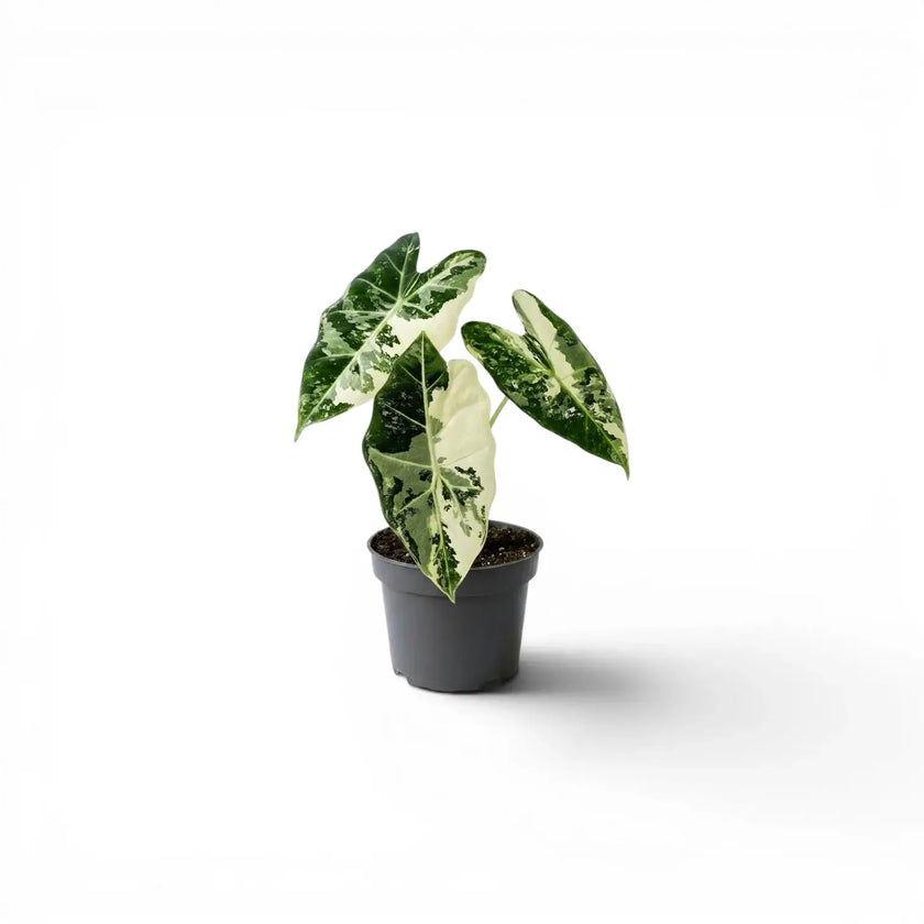 Alocasia Frydek potted baby plant with green and white variegated  leaves on a white background