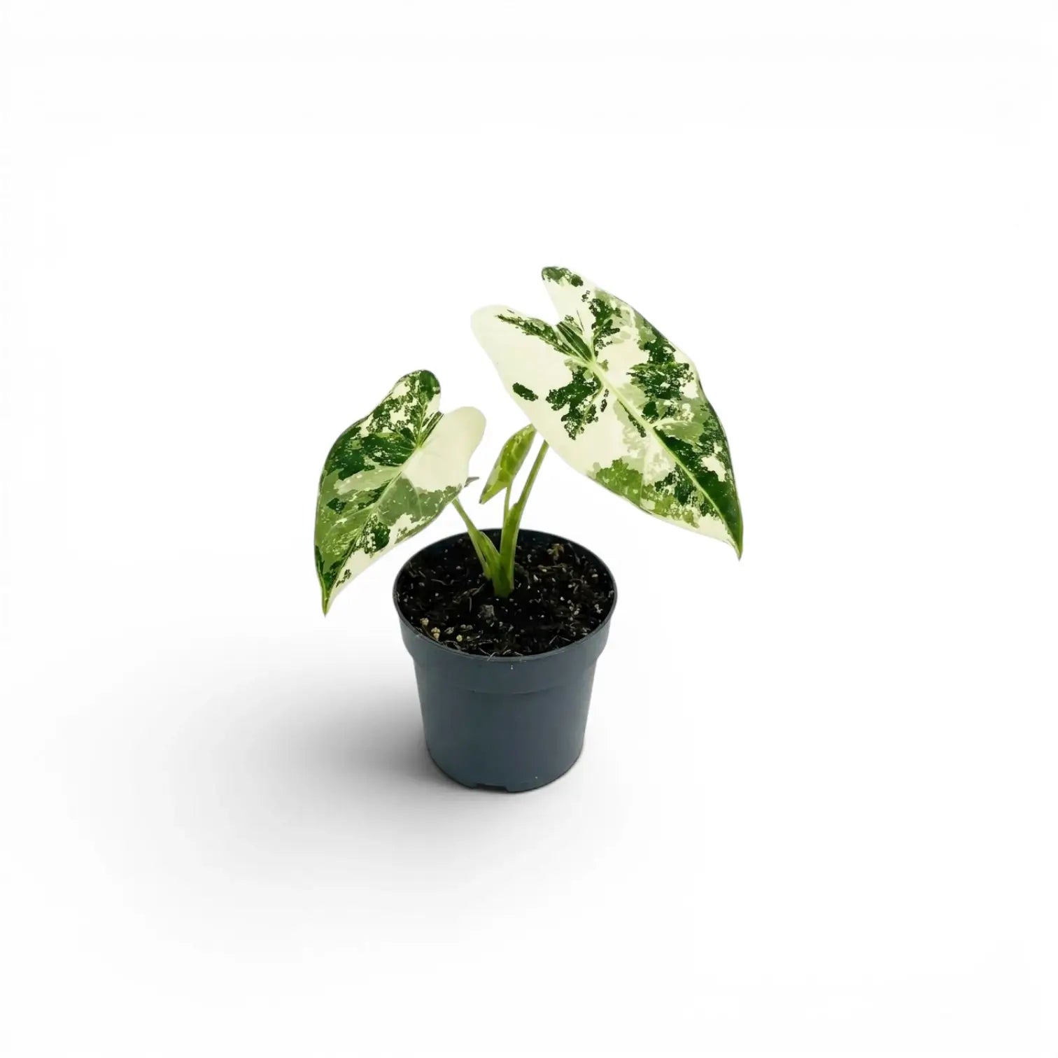 Alocasia Frydek Jungpflanze im Topf mit grün-weiß panaschierten Blättern auf weißem Hintergrund