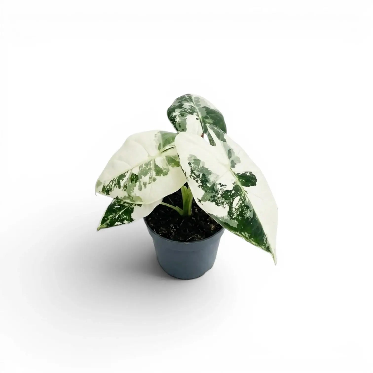 Alocasia Frydek Jungpflanze im Topf mit grün-weiß panaschierten Blättern auf weißem Hintergrund