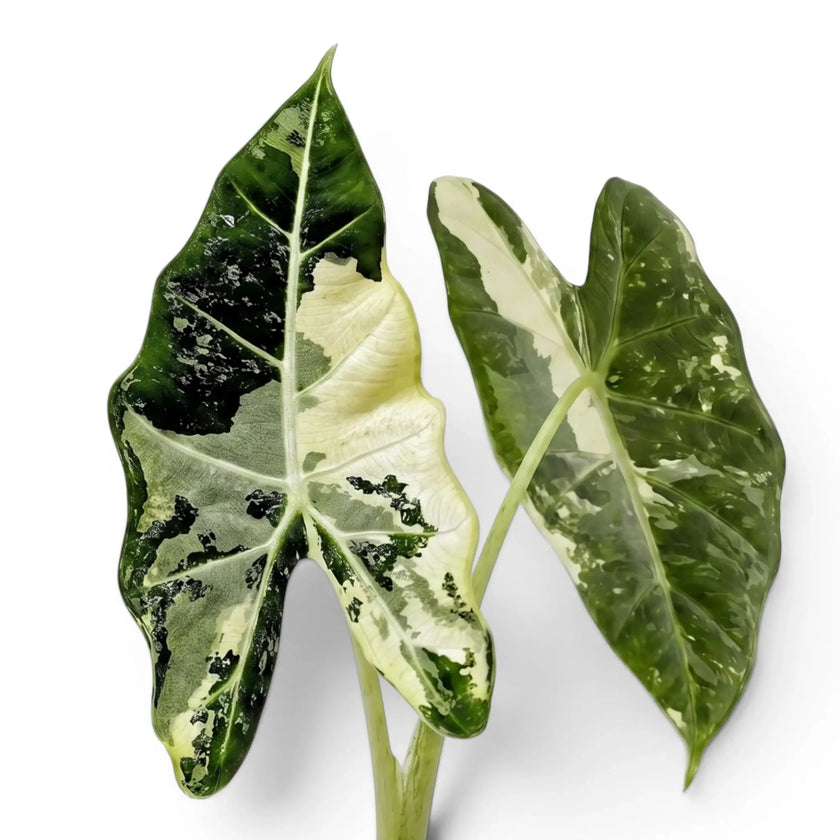 Two variegated leaves with white and black patterns of Alocasia Frydek variegata on a white background