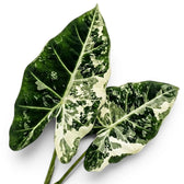 Grün-weiß panaschierte Blätter von Alocasia Frydek variegata auf weißem Hintergrund