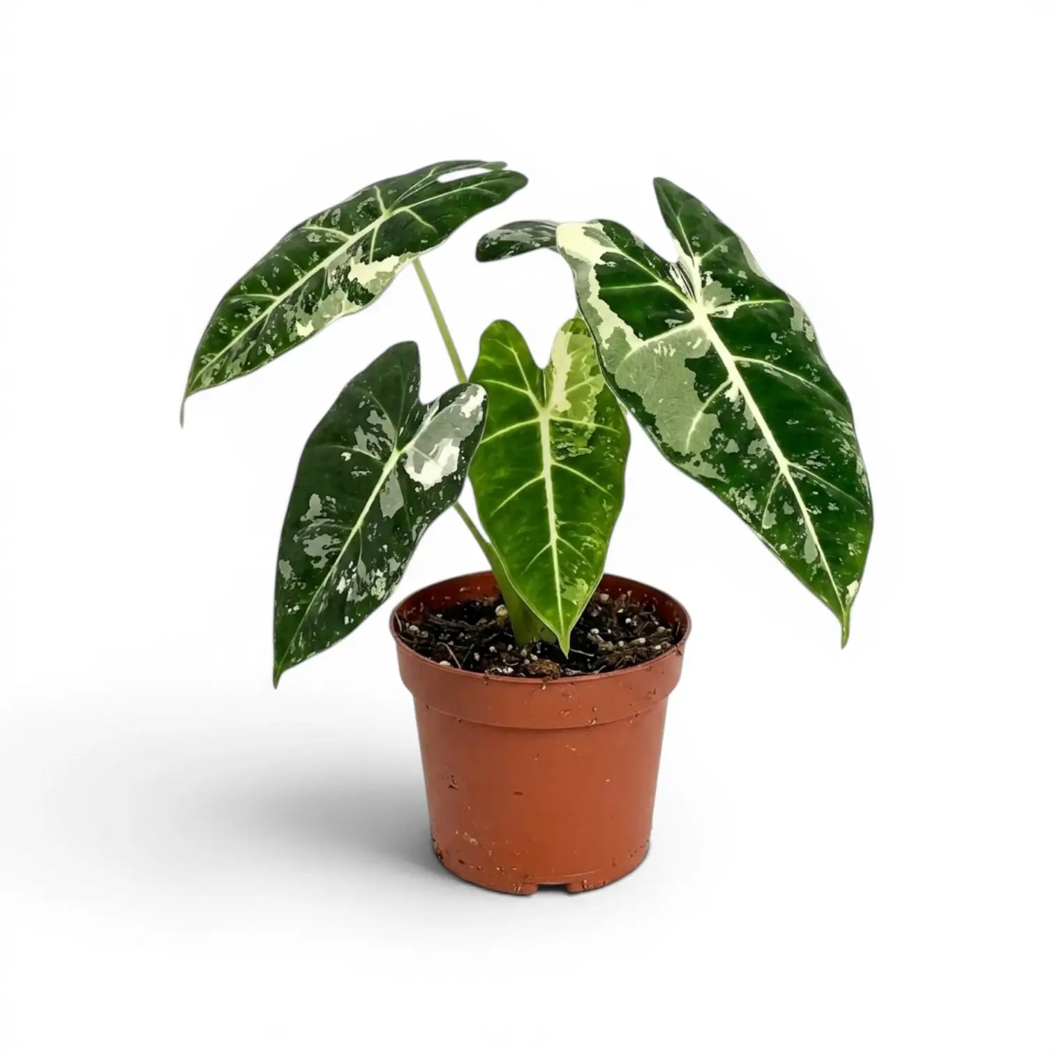 Alocasia Frydek im Topf mit grün-weiß panaschierten Blättern auf weißem Hintergrund