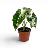 Alocasia Frydek im Topf mit grün-weißen Blättern auf weißem Hintergrund