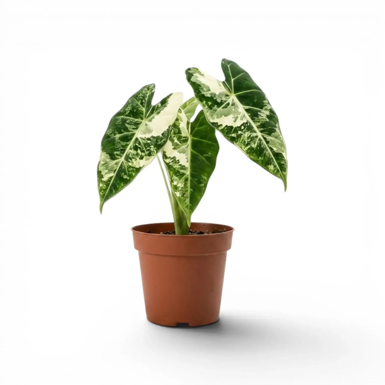 Alocasia Frydek im Topf mit grün-weiß panaschierten Blättern auf weißem Hintergrund