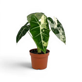 Alocasia Frydek im Topf mit grün-weiß panaschierten Blättern auf weißem Hintergrund