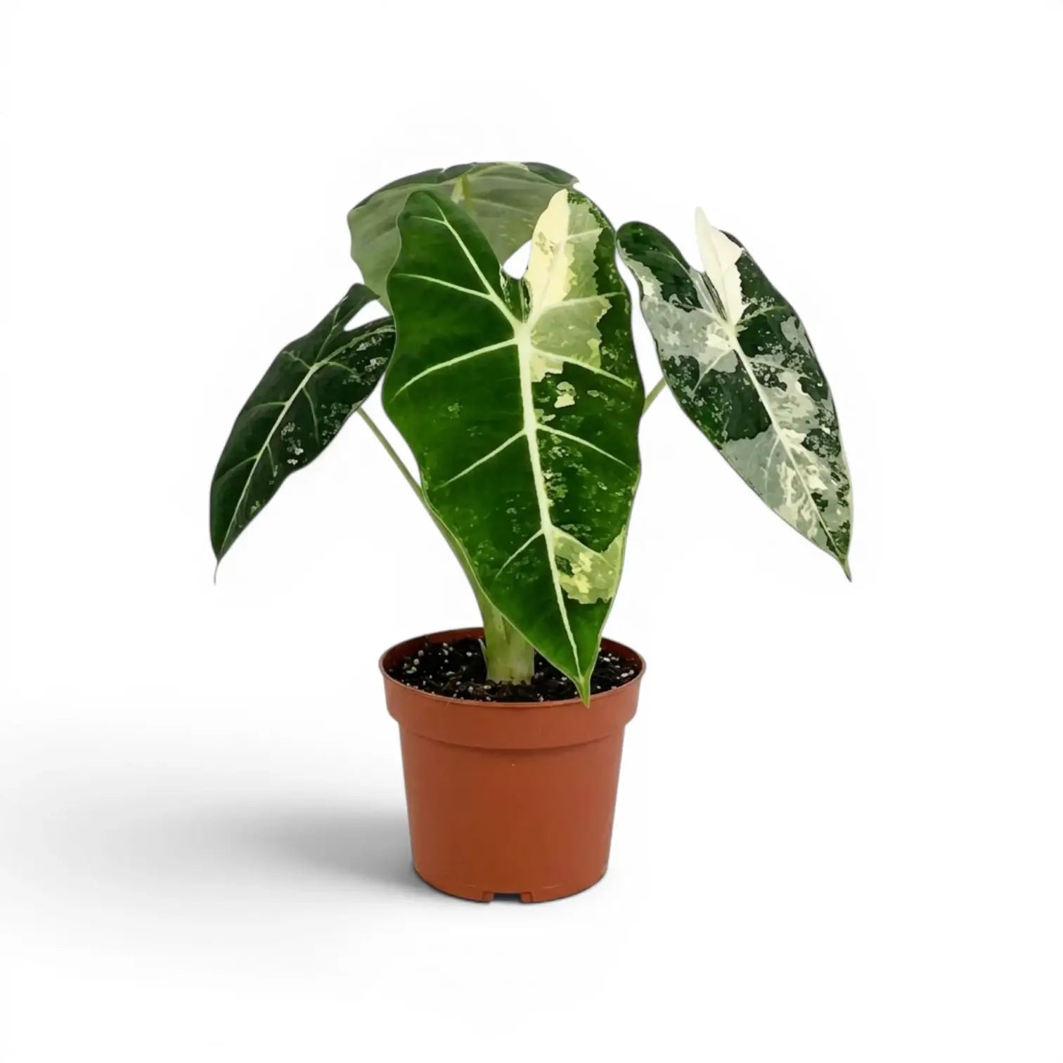 Alocasia Frydek im Topf mit grün-weiß panaschierten Blättern auf weißem Hintergrund