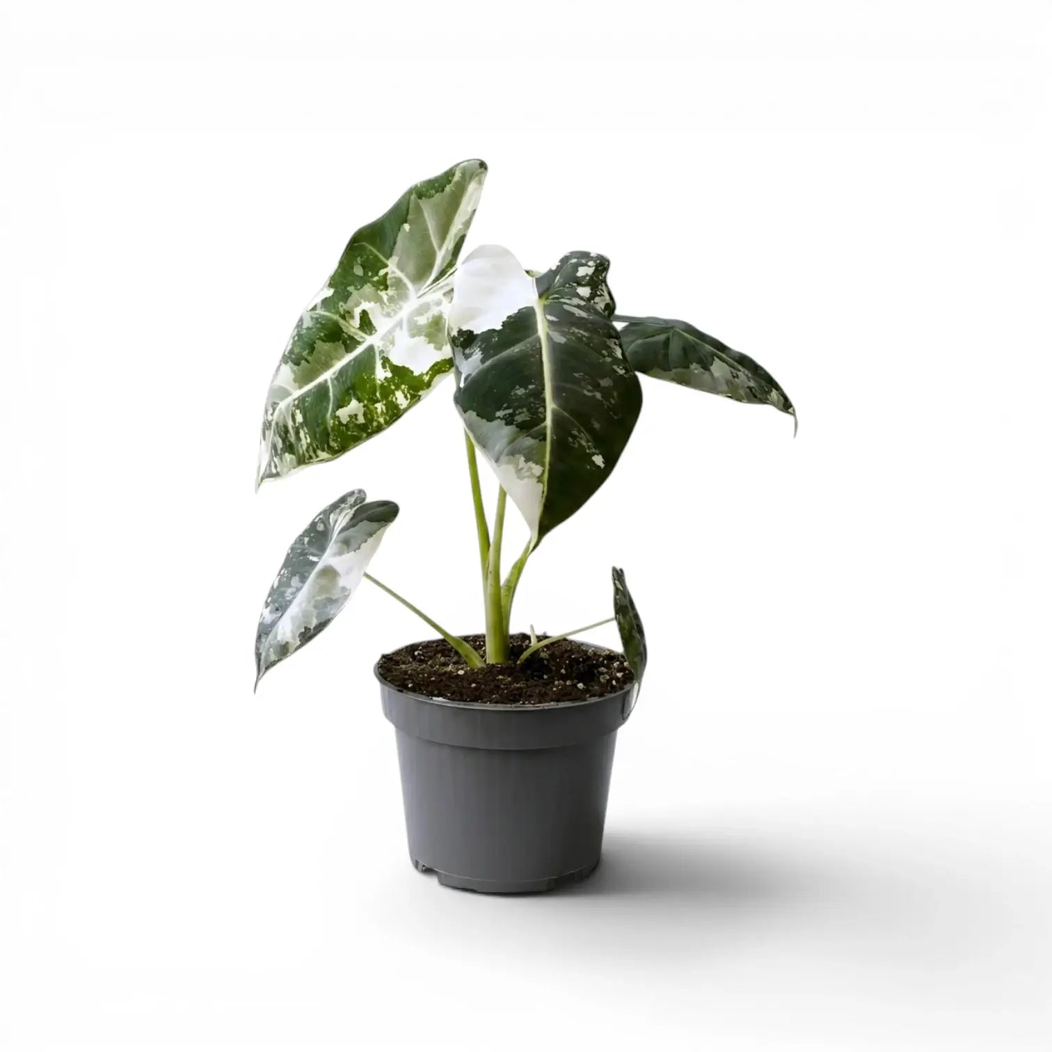 Alocasia Frydek im Topf mit grün-weiß panaschierten Blättern auf weißem Hintergrund
