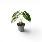 Alocasia Frydek im Topf mit grün-weiß panaschierten Blättern auf weißem Hintergrund
