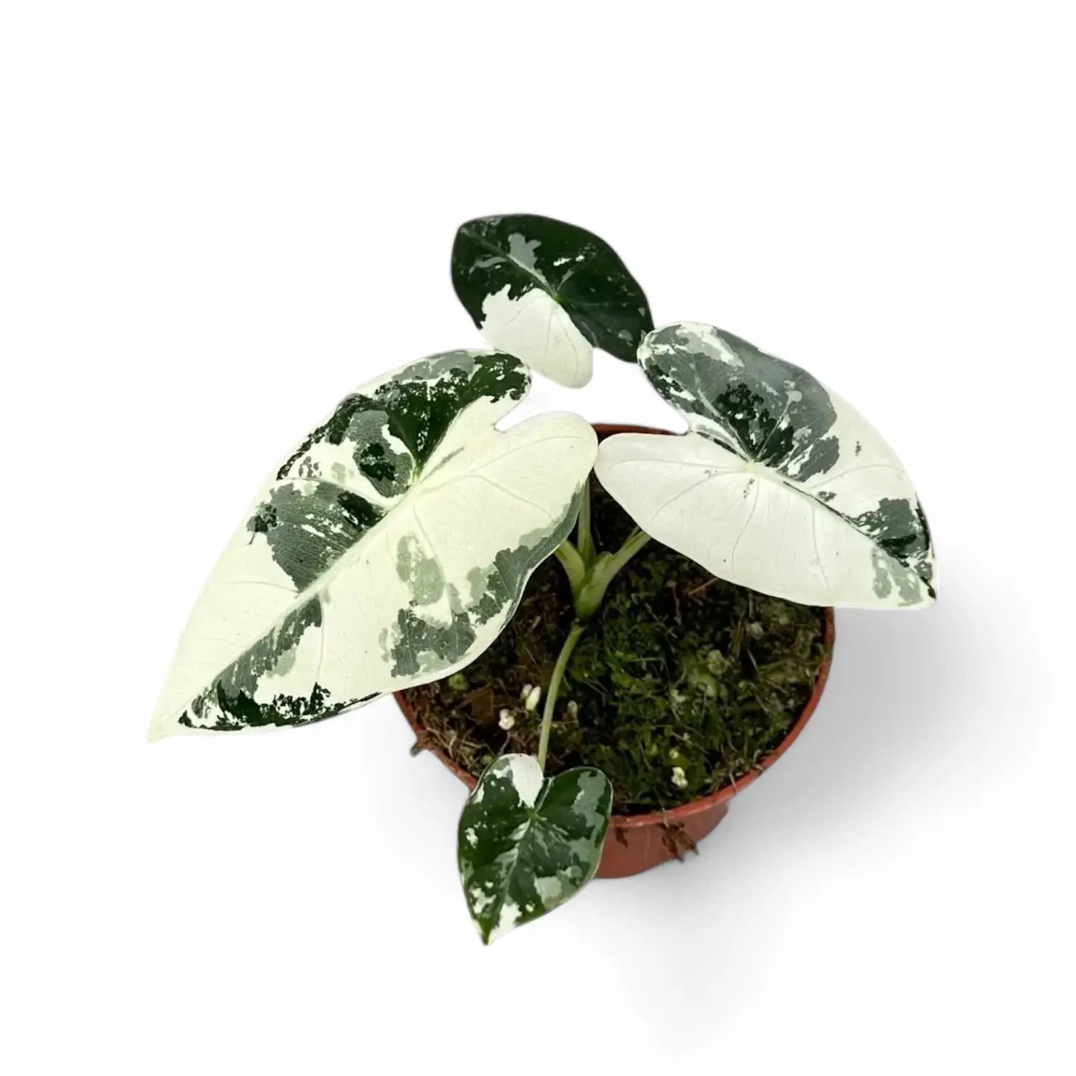 Alocasia ‘Frydek’ variegata – Zimmerpflanze im Kulturtopf auf weißem Hintergrund, Produktfoto 11.